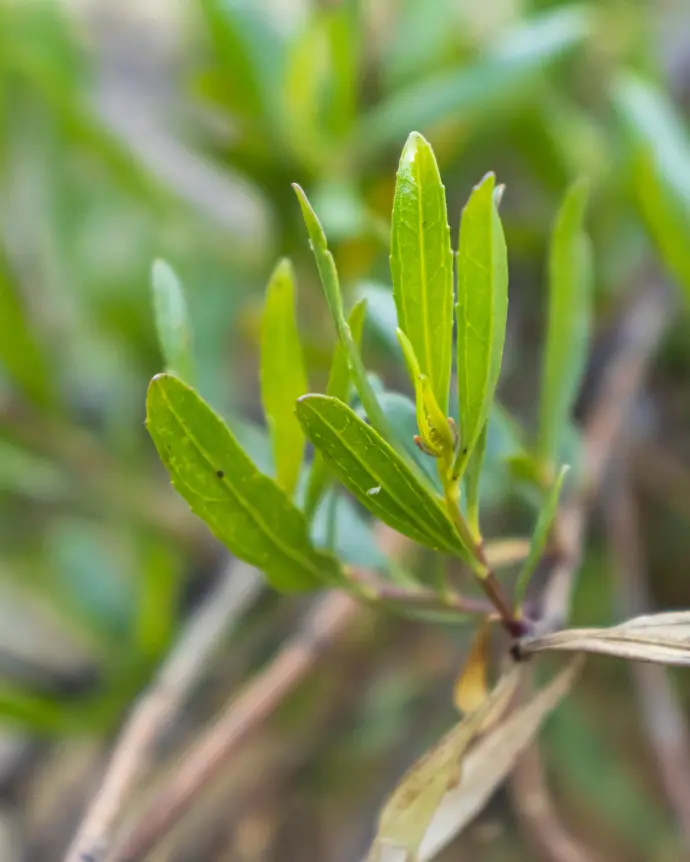 Stenocarpus Verde