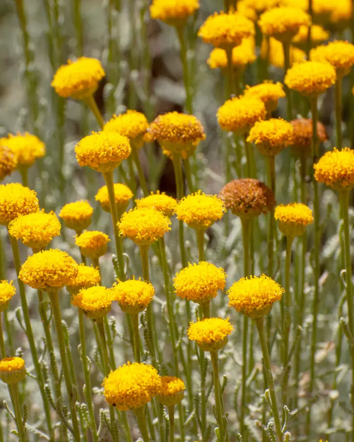 [SAN-CHA-PLA] Santolina - PLA