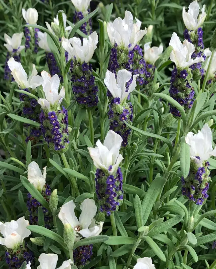 [LAV-CAS-M15] Lavanda Castillano White - M15