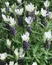 Lavanda Castillano White