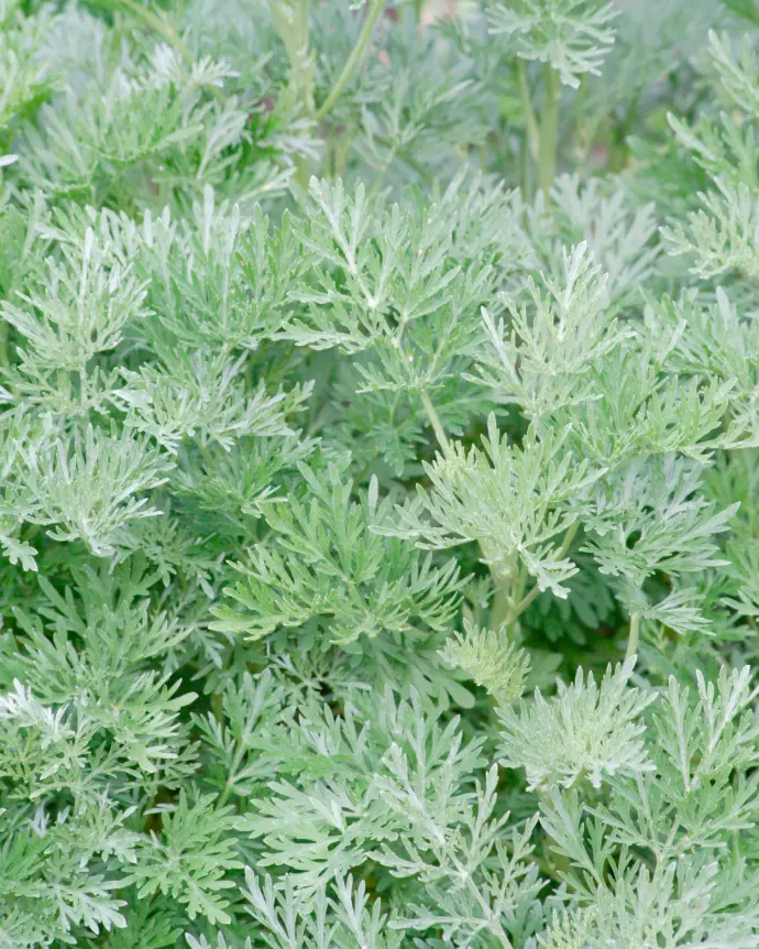 Artemisia 'Powis Castle'