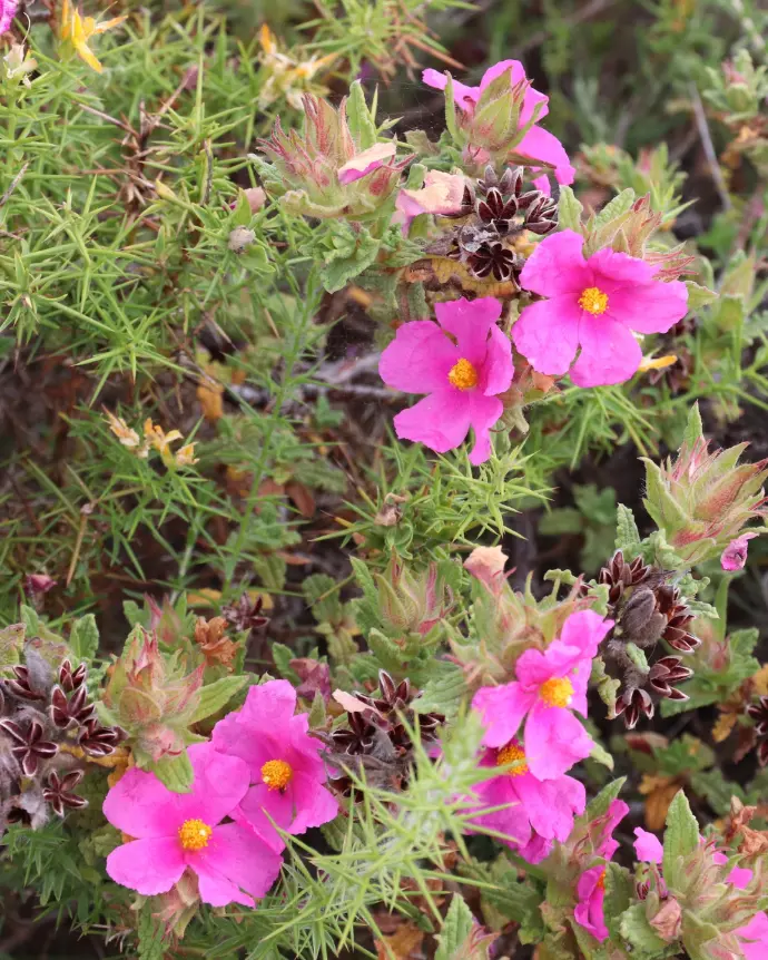 [CIS-CRE-B20X20] Cistus - B20X20