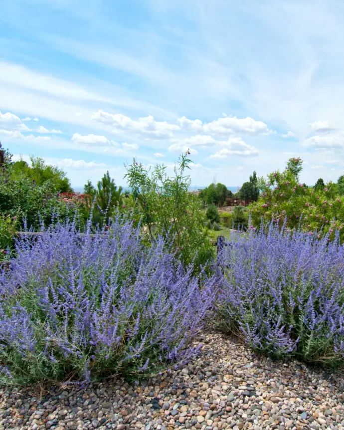 Perovskia (Salvia Rusa)
