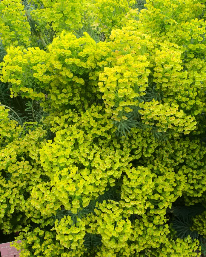 [EUP-CHA-B18X18] Euphorbia Characcias - B18X18