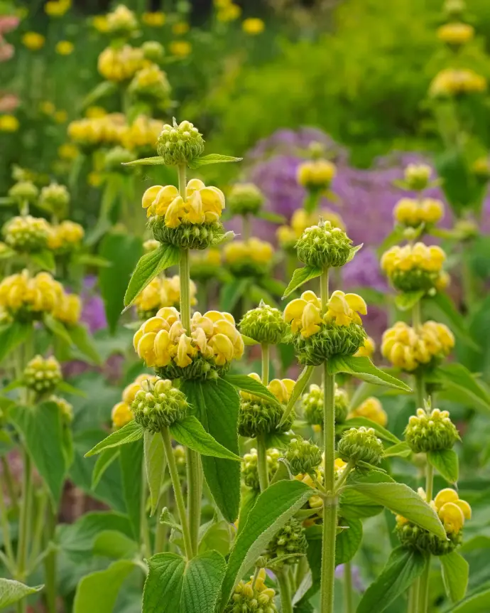 [PHL-AMA-B20X20] Phlomis Amarilla - B20X20
