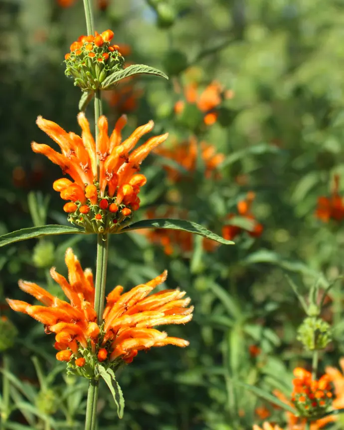 [LEO-LEO-M21] Leonotis leonurus - M21
