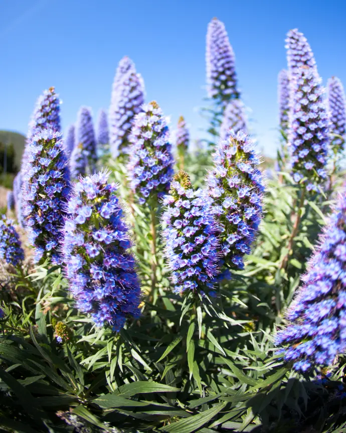 [ECH-CAN-M9X9] Echium - M9X9