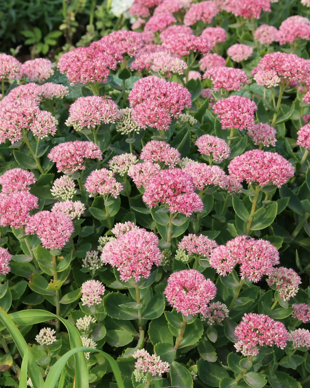 [SED-SPE-B18X18] Sedum spectabile - B18X18