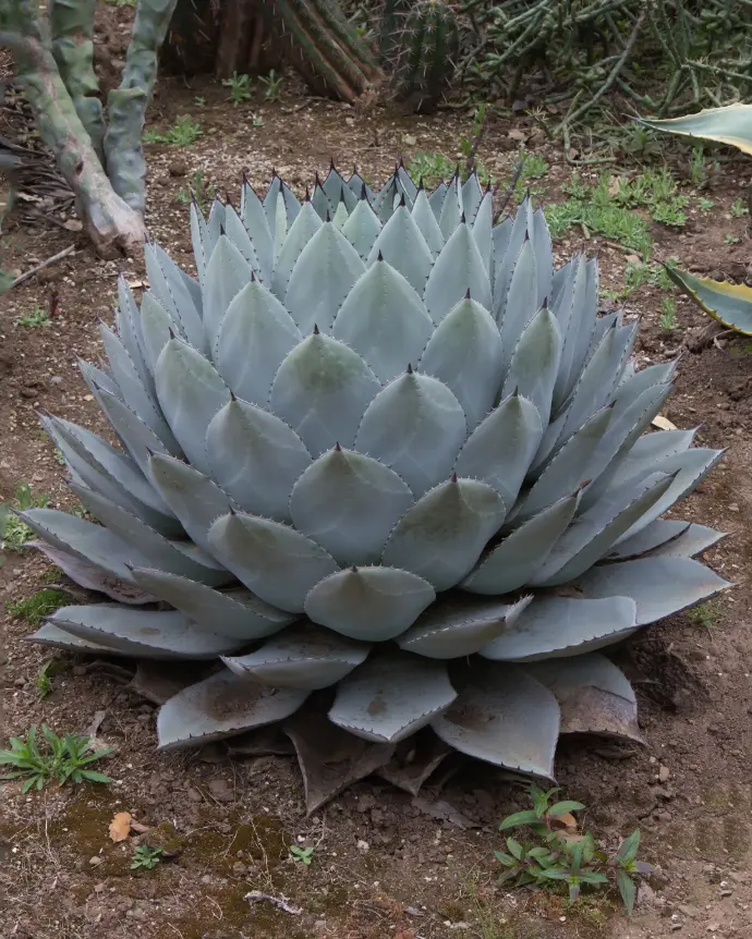 Agave parrasana