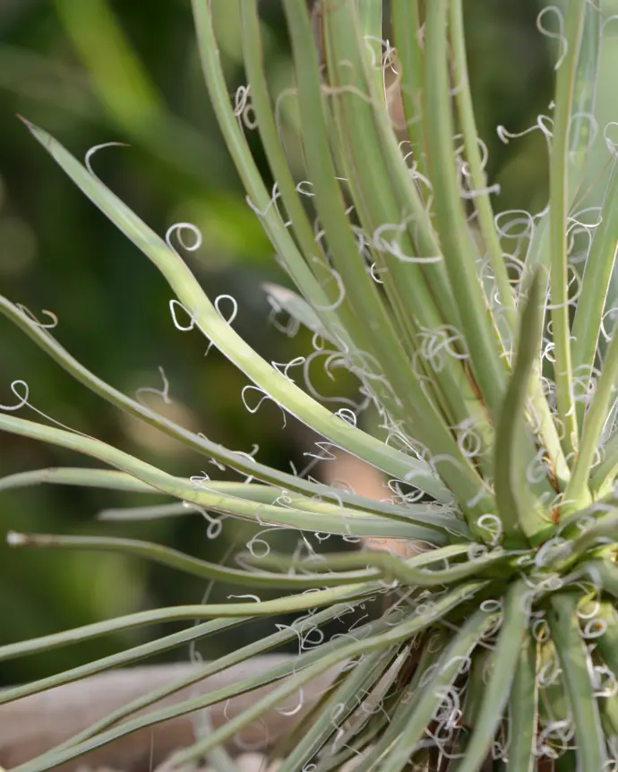 [AGA-GEM-M21] Agave Geminiflora - M21