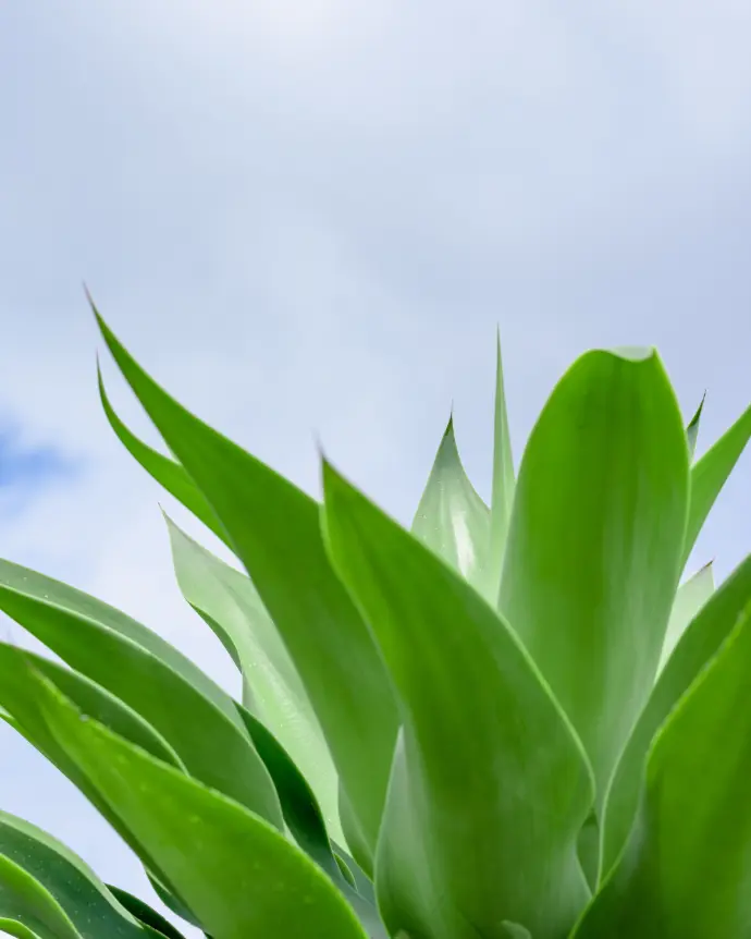 [AGA-ALB-M15] Agave Celsii Albicans - M15