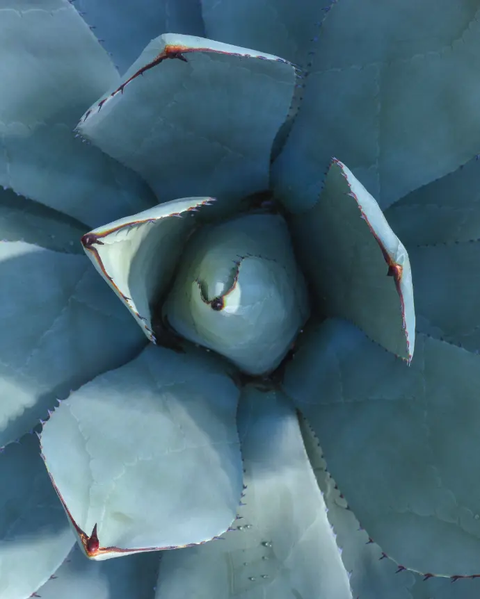 Agave celsii nova