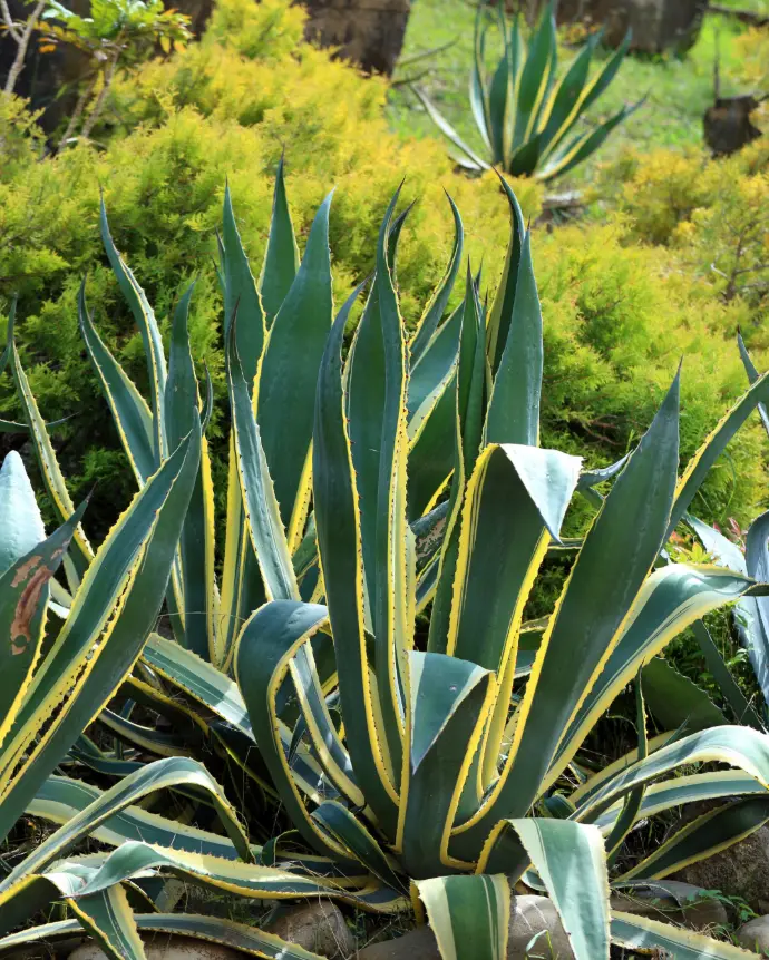 [AGA-AME-B20X20] Agave americana - B20X20