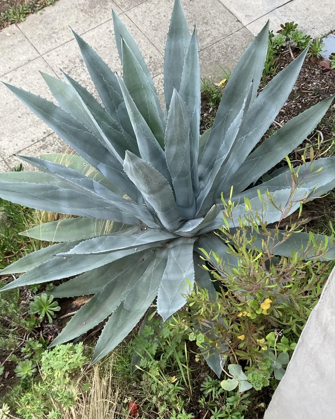 [AGA-AME-B20X20] Agave americana - B20X20