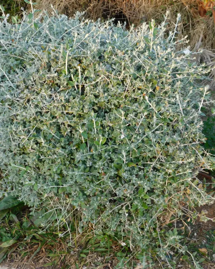Teucrium cubresuelo