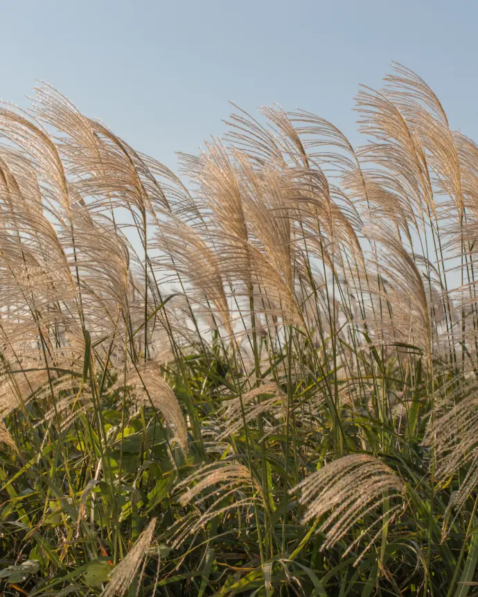 [MIS-SIN-B18X18] Miscanthus - B18X18