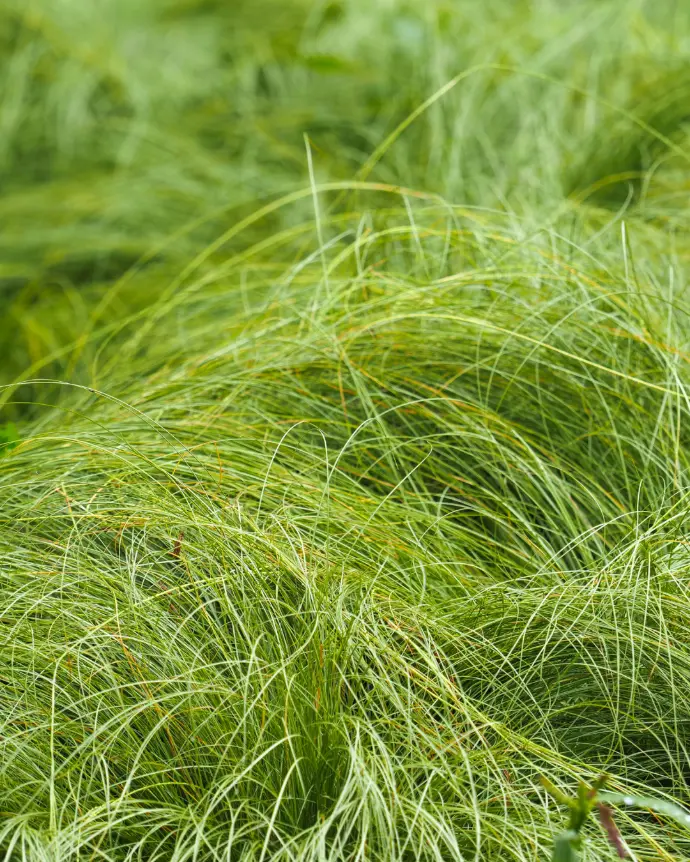 Carex Verde