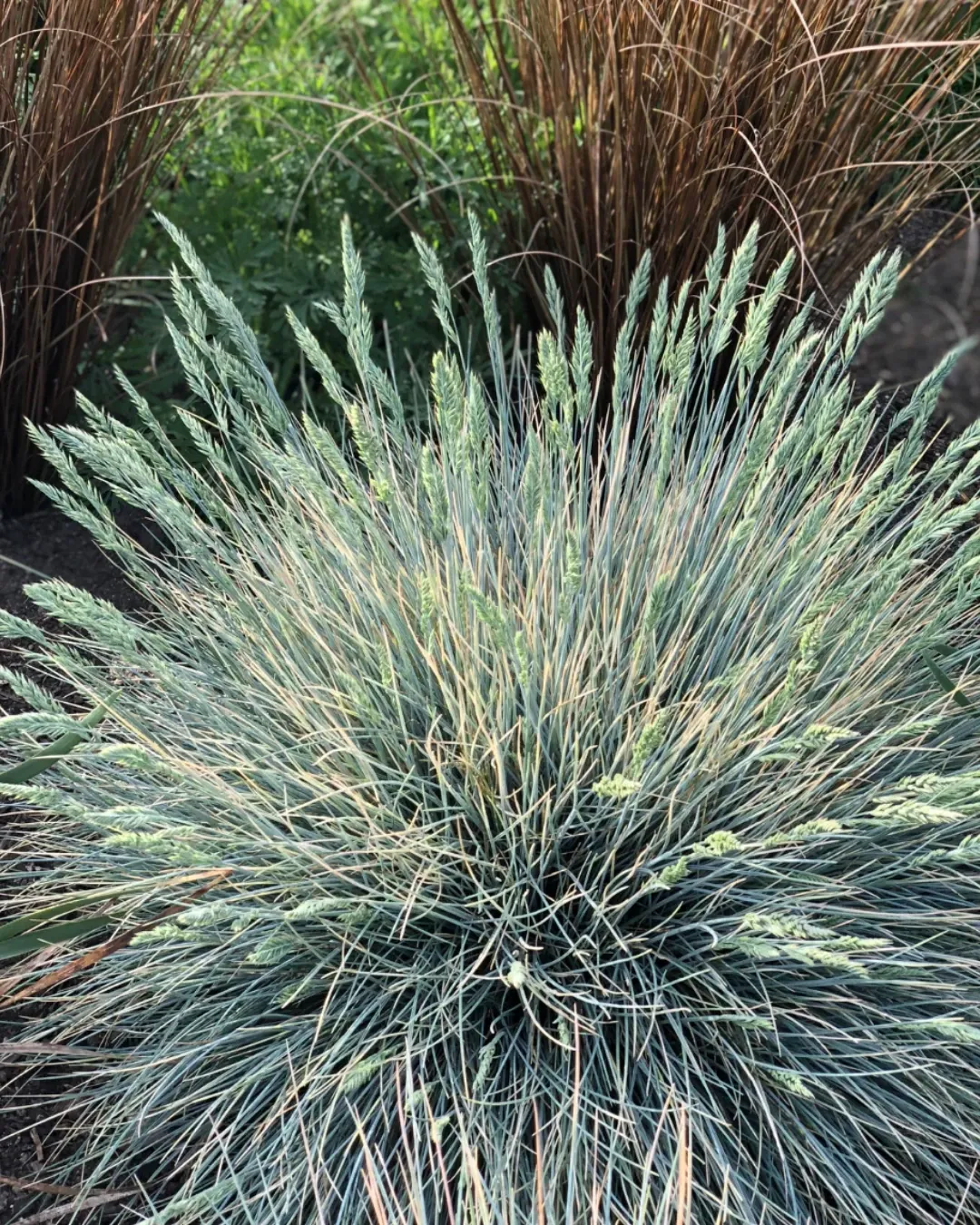[POA-IRI-B18X18] Poa Iridifolia - B18X18