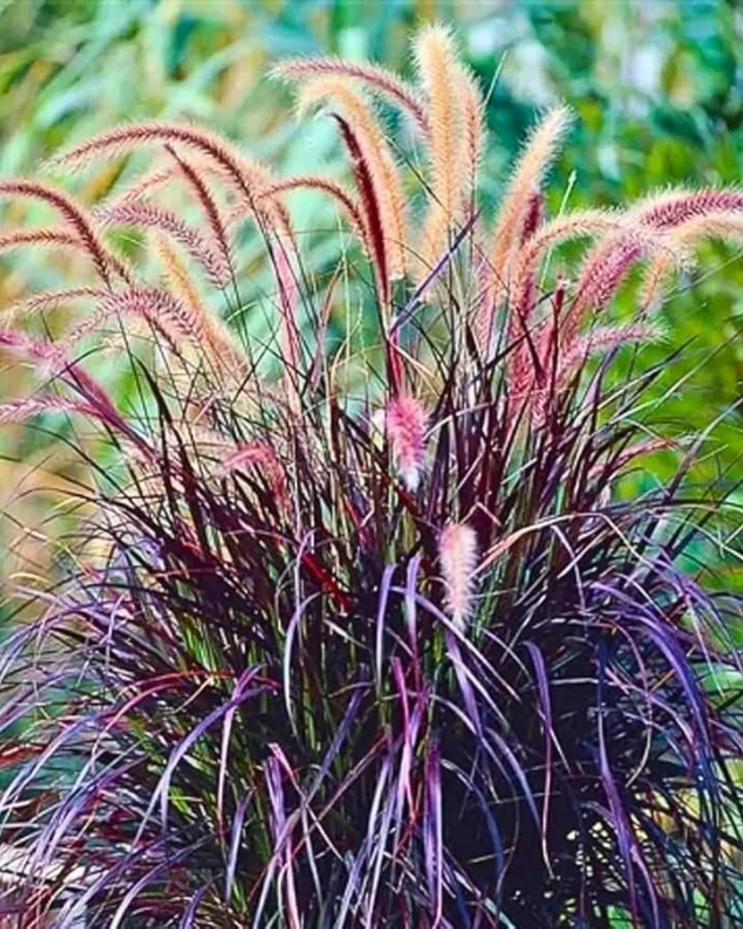 [PEN-ATR-B18X18] Penissetum Atropurpurea - B18X18
