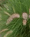 Penissetum Atropurpurea - B18X18