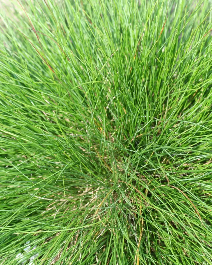Festuca