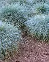 Festuca - M9X9