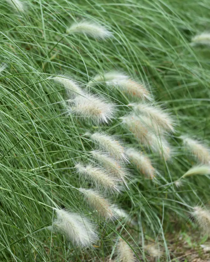 Pennisetum Blanco