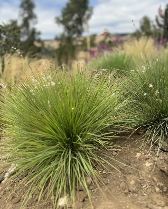 [RUB-GRA-B18X18] Ruby Grass - B18X18