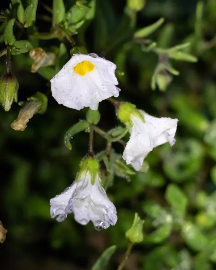 [NOL-MOL-B15X15] Nolana flor blanca - B15X15