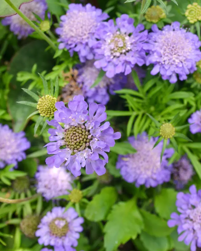 Scabiosa 'Ritz Blue'