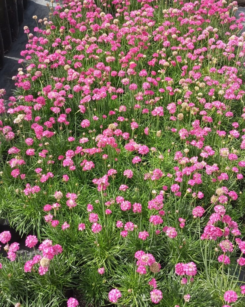Armeria Maritima Deep Rose - B18X18