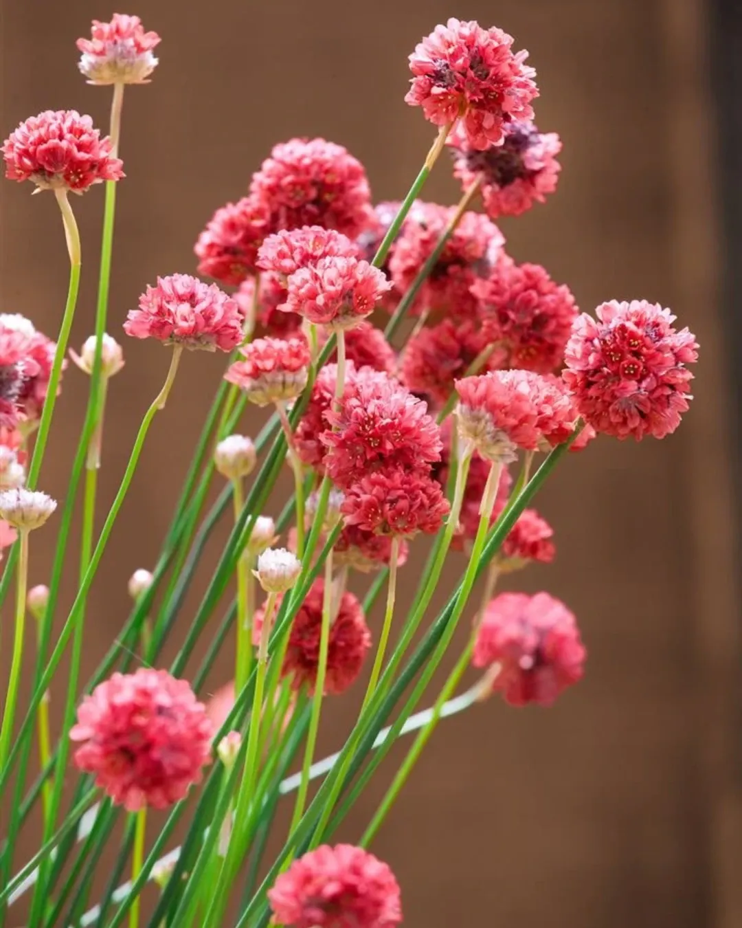 Armeria Pseudarmeria - B18X18
