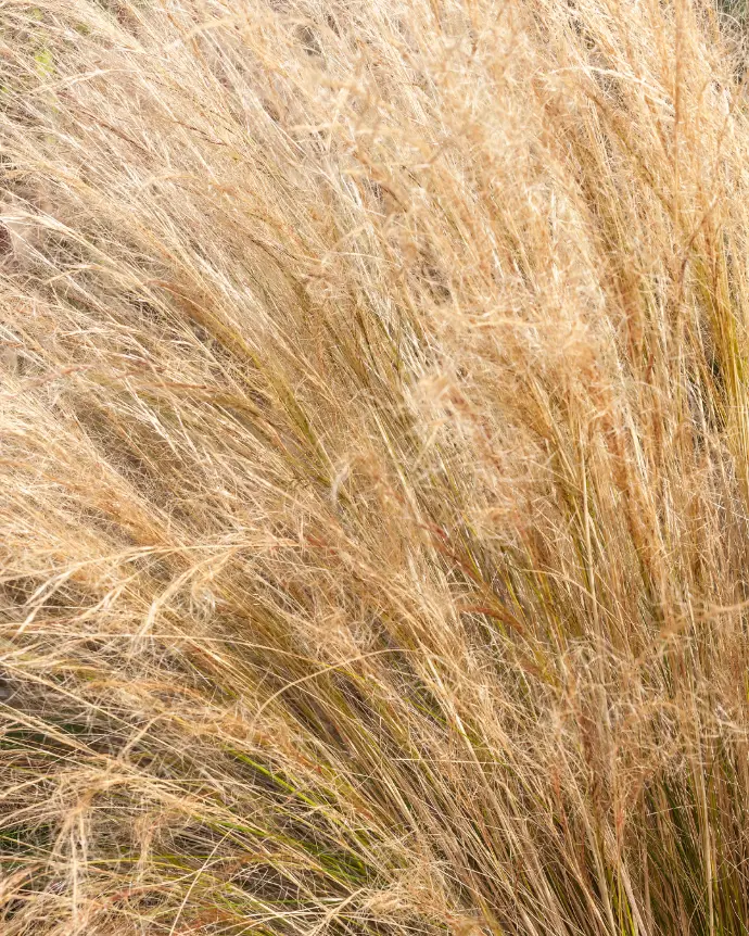 Stipa tenuissima