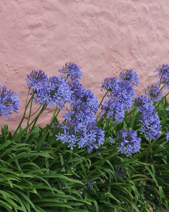 [AGA-STO-M15] Agapanthus storm cloud - M15