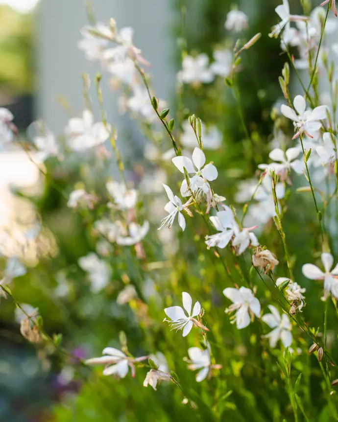 [GAU-COO-PLA] Gaura blanca - PLA