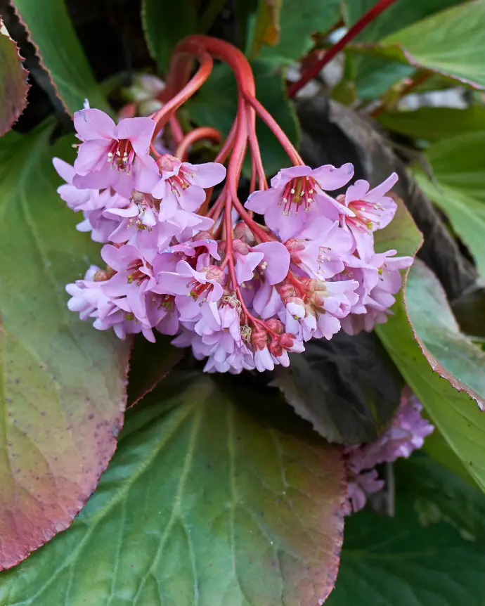 Hortencia de invierno