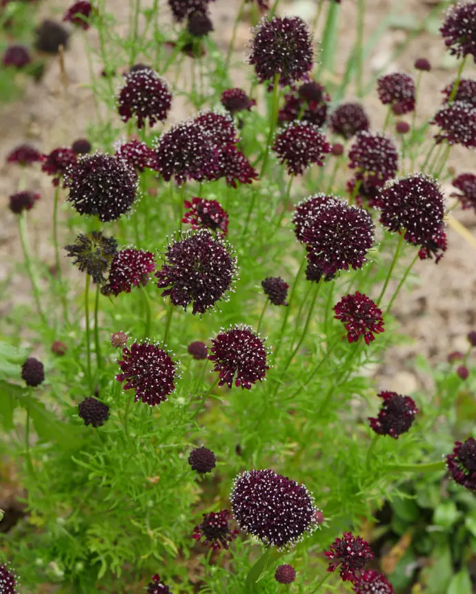 [SCA-BUR-B15X15] Scabiosa burdeo - B15X15