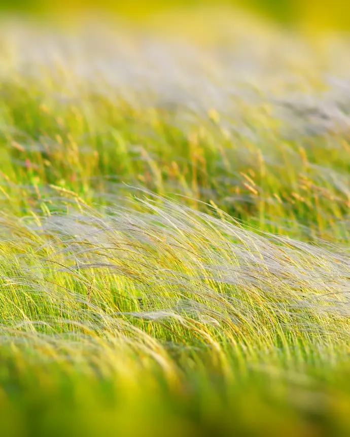 [STI-CAU-B18X18] Stipa Caudata - B18X18