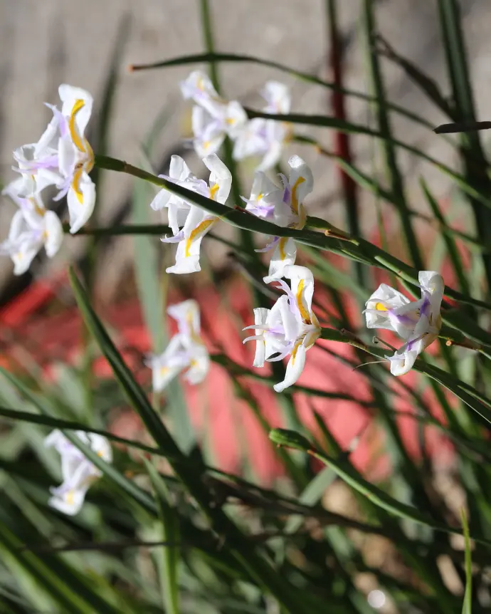 Dietes grandiflora - B20X25