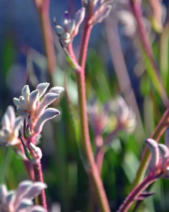 [ANI-LIL-B20X20] Anigozantho Lila - B20X20