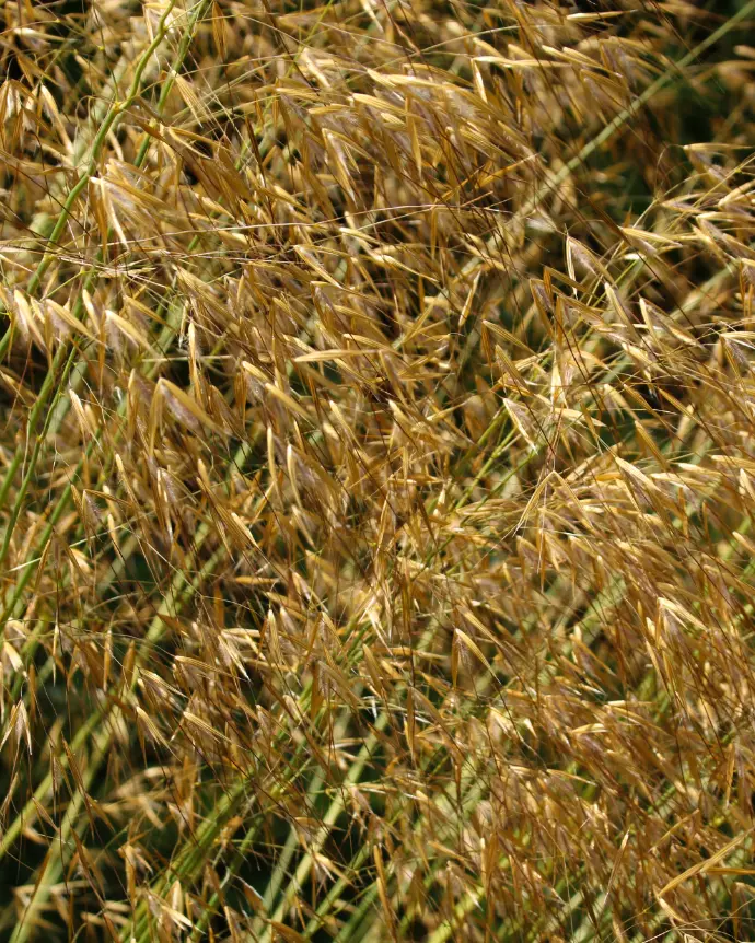 Stipa Gigantea