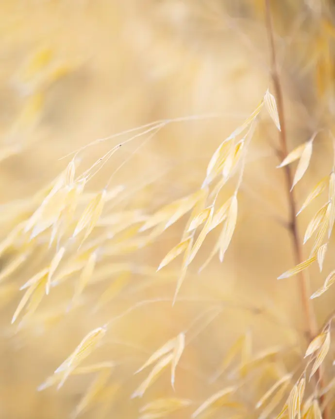 [STI-GIG-B18X18] Stipa Gigantea - B18X18