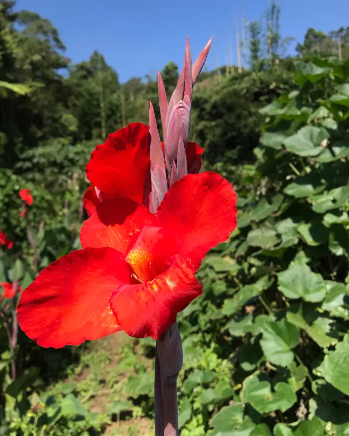 Achira Roja - B20X25