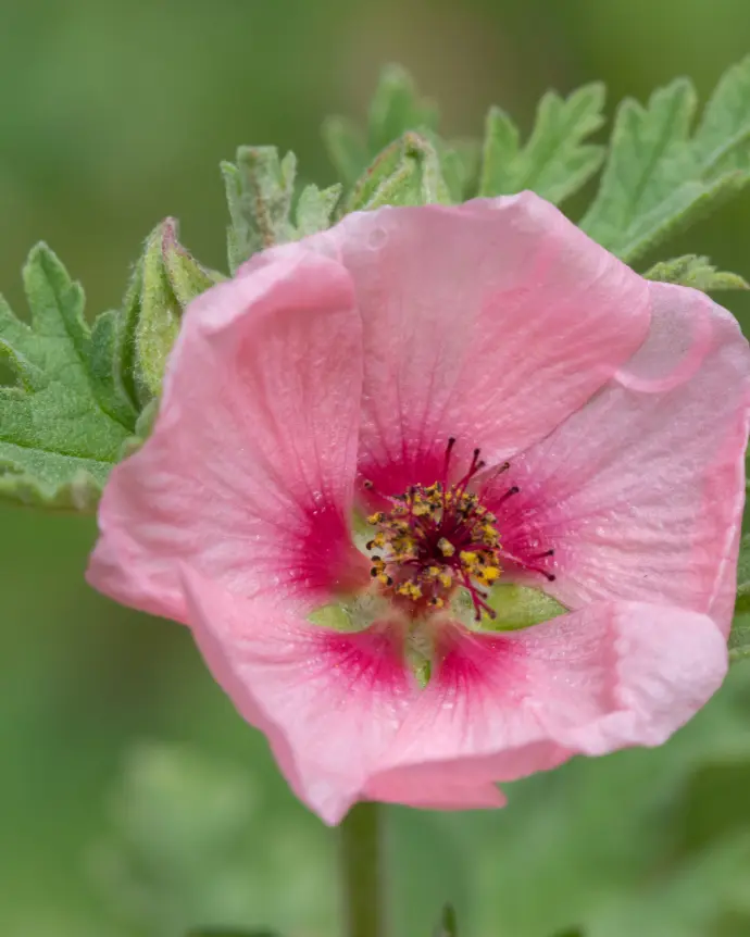 Malva Del Cerro