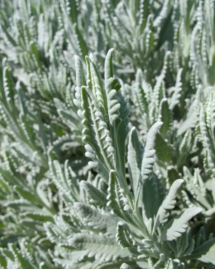 [LAV-GOO-PLA] Lavanda "Goodwin Creek" - PLA