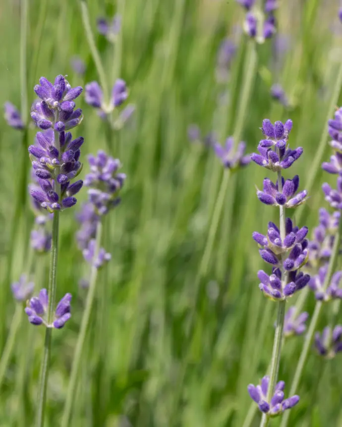 Lavanda Goodwin Creek