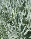 Lavanda "Goodwin Creek" - PLA