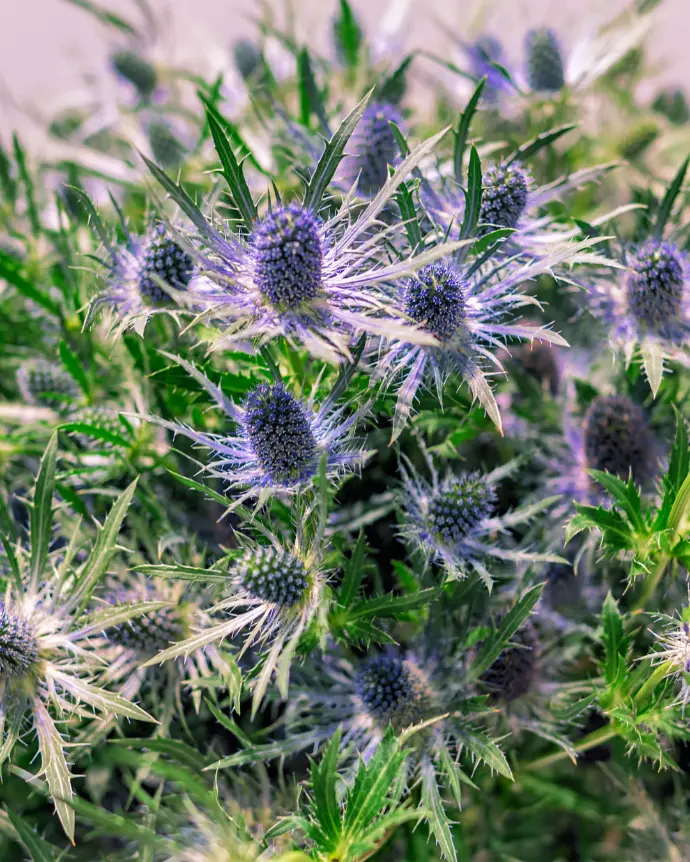 Eringium Planum