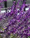 Salvia Leucanta - B18X18