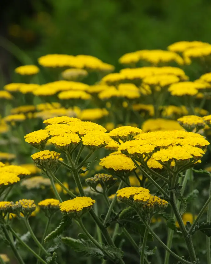 [ACH-AMA-B15X15] Achillea Amarilla - B15x15